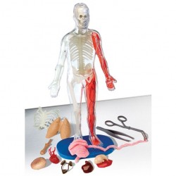 SmartLab Juguete didáctico Cuerpo Humano desmontable SmartLab Juguete didáctico Cuerpo Humano desmontable