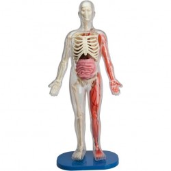 SmartLab Juguete didáctico Cuerpo Humano desmontable SmartLab Juguete didáctico Cuerpo Humano desmontable