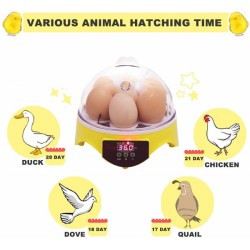 Incubadora inteligente 7 huevos Incubadora inteligente 7 huevos