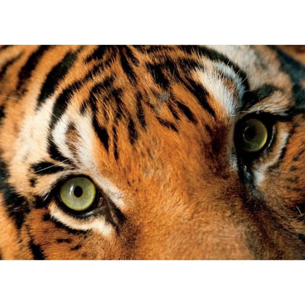 Buffalo Rompecabezas de Tigre Malayo 500 pcs